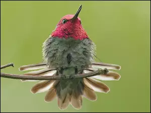 Koliber, Gałązka, Ptak