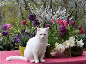 Biały kot obok tulipanów i wiosennych kwiatów