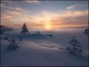 Drzewa, Wschód słońca, Ośnieżone, Zima, Mgła
