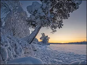 Wschód słońca, Zima, Zaśnieżone, Drzewa