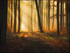 Drzewa, Przebijające światło, Las, Jesień, Mgła