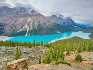 Góry Canadian Rockies, Jezioro Peyto, Kanada, Park Narodowy Banff, Alberta, Drzewa, Lasy