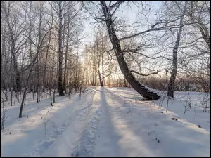 Śnieg przysypał drogę w lesie