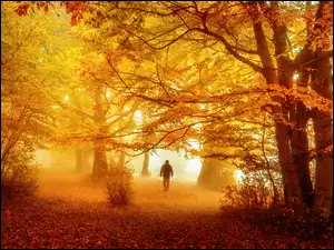Mężczyzna, Las, Mgła, Jesień, Drzewa