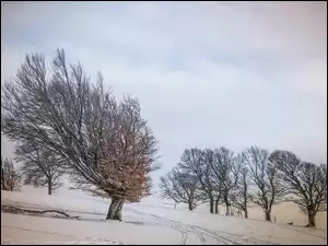 Bezlistne drzewa na zaśnieżonym polu