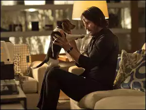 John Wick, Film, Keanu Reeves, Szczeniak, Aktor, Pies