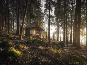 Omszałe kamienie przy drewnianym domku w lesie
