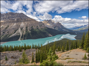 Góry Canadian Rockies, Jezioro Peyto Lake, Kanada, Park Narodowy Banff, Alberta, Drzewa, Lasy
