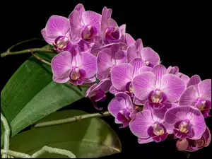Orchidea, Kwiaty, Storczyki