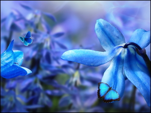 Kwiaty motyle