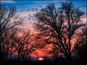 Drzewa, Zachód słońca, Ptaki