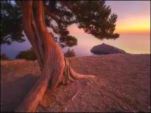 Drzewo nad morzem w blasku zachodzącego słońca