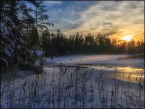 Przyrody, Rzeka, Rezerwat, Szwecja, Glaskogen, Zima, Drzewa, Zachód słońca, Las, Trawy, Śnieg, Arvika