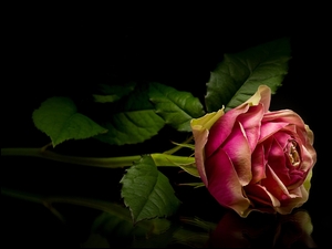 Dwukolorowa róża na ciemnym tle