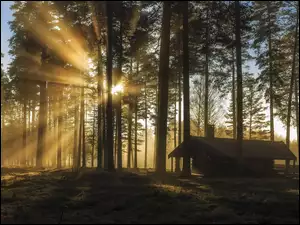 Drewniany dom na leśnej polanie