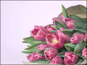 Bukiet, Różowe, Tulipany, Kwiaty