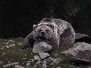 Kamienie, Niedźwiedź brunatny