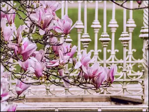 Kwiaty magnolii przy żelaznym ogrodzeniu