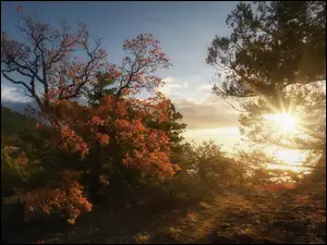 Drzewa, Promienie słońca, Nowy Świat, Krym, Jesień