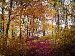 Opadłe liście w jesiennym lesie