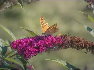 Motyl na kwiatach Budleja