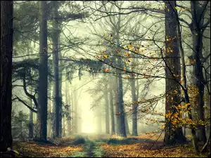 Jesienne drzewa i ścieżka we mgle