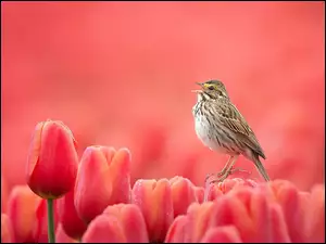 Ptak, Tulipany