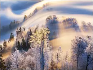 Mgła, Szwajcaria, Zima, Góra Uetliberg, Drzewa