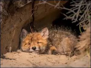 Lis śpiący w norze