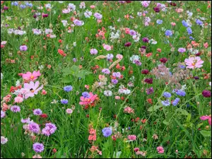 Łąka z kolorowymi kwiatami polnymi