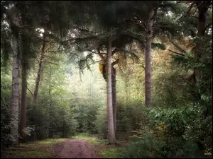 Ścieżka, Las, Drzewa, Droga