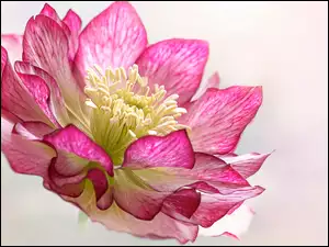 Różowy ciemiernik z pręcikami