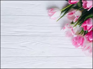 Deski, Biało-różowe, Tulipany, Białe