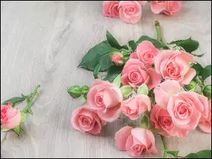 Deski, Różowe, Róże, Pąki