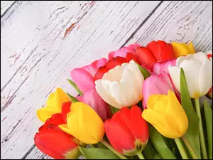 Kolorowe tulipany ułożone na deskach