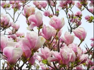 Krzew, Różowa, Magnolia, Gałązki