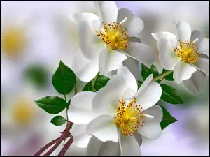 Grafika 2D, Kwiaty, Białe, Dzikie róże