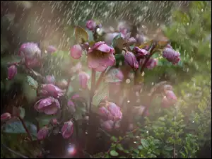 Deszcz, Kwiaty, Ciemiernik