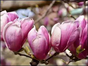Zbliżenie, Magnolia, Różowe, Kwiaty