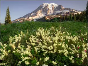 Drzewa, Łąka, Stany Zjednoczone, Góry, Stan Waszyngton, Park Narodowy Mount Rainier, Kwiaty