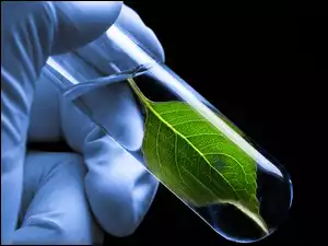 Próbówka z zielonym listkiem w dłoni