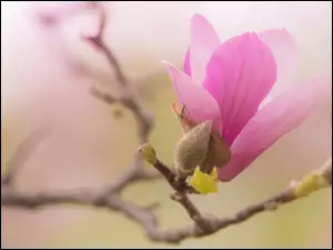 Kwiat, Magnolia, Bladoróżowy, Gałąź, Pąki