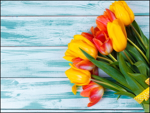 Żółte i czerwone tulipany na niebieskiej desce