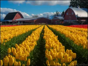 Tulipany, Pole, Stany Zjednoczone, Plantacja, Stan Waszyngton, Skagit Valley, Domy
