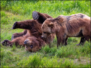 Niedźwiadki szare grizzly podczas zabawy na trawie