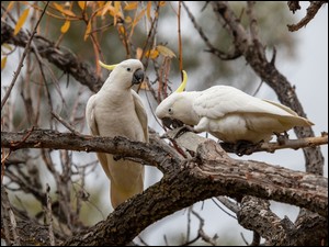 Białe papugi kakadu pośród gałęzi drzew