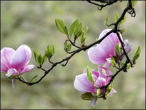 Magnolia, Krzew, Gałązki