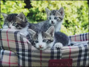 Legowisko, Kocięta, Koty