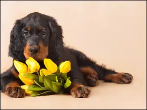 Tulipany, Pies, Seter szkocki, Kwiaty