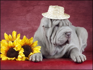 Pies Shar Pei w słomkowym kapeluszu obok słoneczników